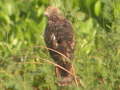 Eastern Marsh-harrier