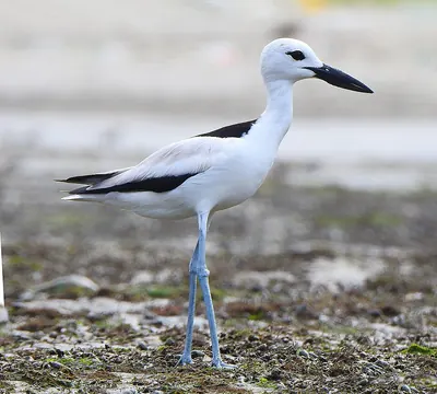 Crab-plover