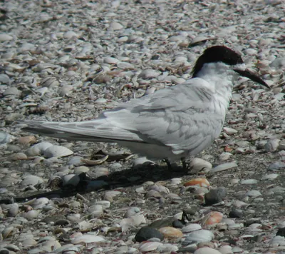 White-fronted Tern