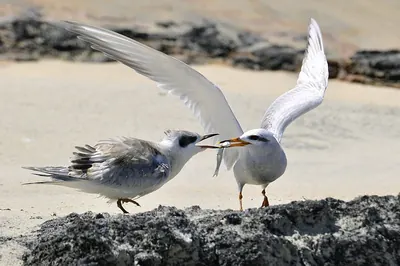 Snowy-crowned Tern