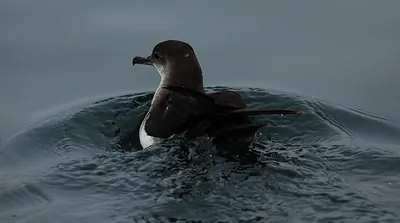 Black-vented Shearwater