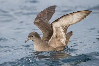 Puffinus tenuirostris