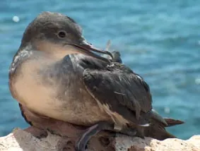 Balearic shearwater