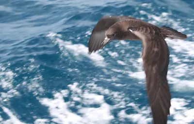 Flesh-footed Shearwater