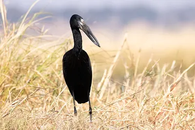 Openbill Stork