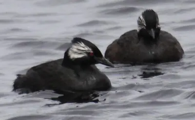 White-tufted Grebe