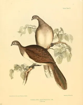 White-bellied Chachalaca