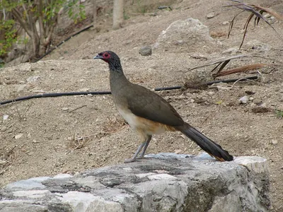 Aracuã-de-peito-cinzento