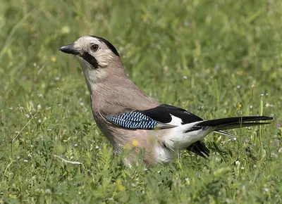 Eurasian Jay