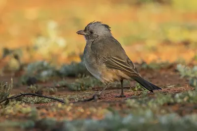 Crested Bellbird