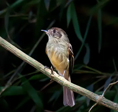 Pipromorphe à tête brune