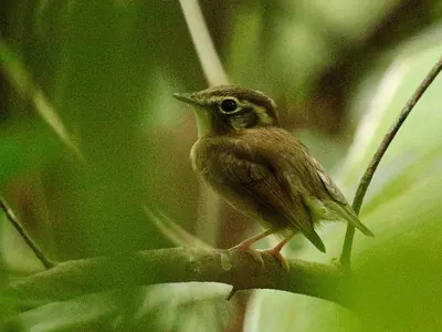 Stub-tailed Spadebill