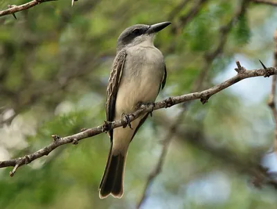 Gray Kingbird