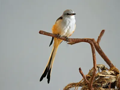 Scissor-tailed Flycatcher