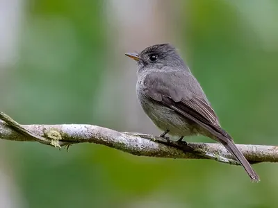 Tropical Pewee