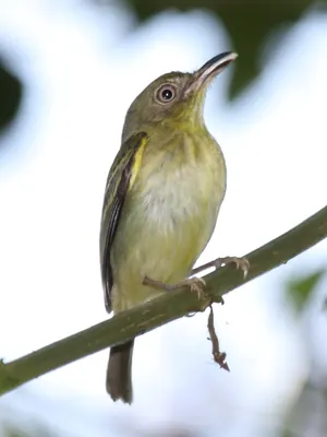 Southern Bentbill