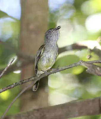 Northern Bentbill