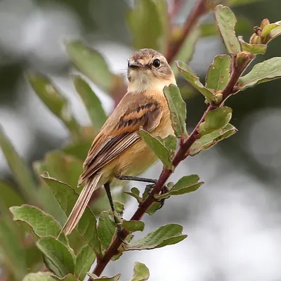 Tyranneau barbu