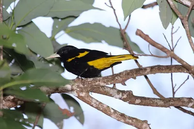 Yellow-winged Cacique