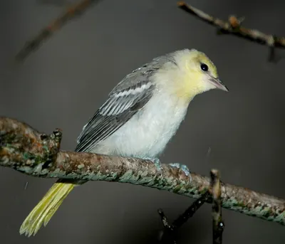 Bullock's Oriole
