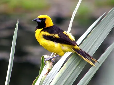 Yellow-tailed Oriole