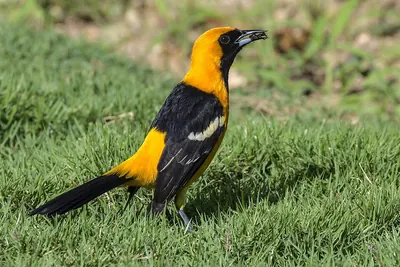 Hooded Oriole