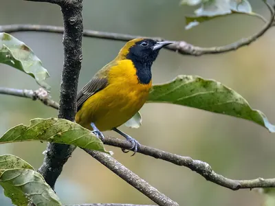 Turpial Alibarrado