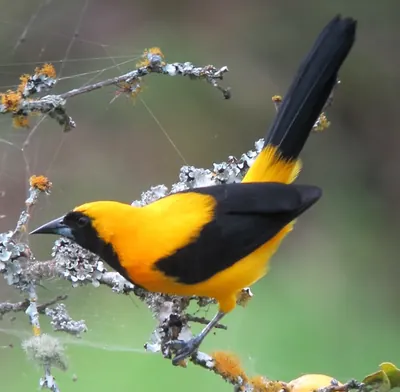Yellow-backed Oriole