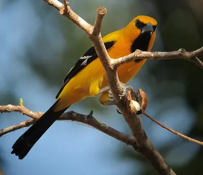 Yellow Oriole