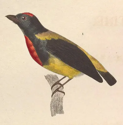 Scarlet-breasted Flowerpecker