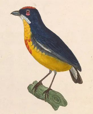 Crimson-breasted Flowerpecker