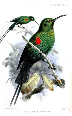 Red-tufted Sunbird