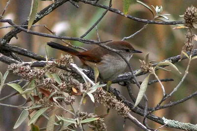 Creamy-breasted Canastero