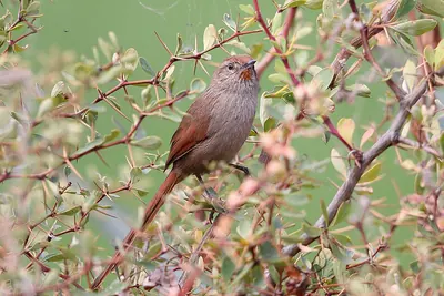 Rusty-fronted Canastero