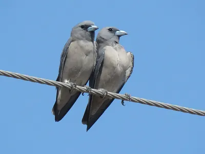 Ashy Wood Swallow