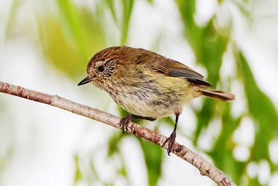 Striated Thornbill