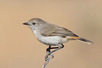 Chestnut-rumped Thornbill