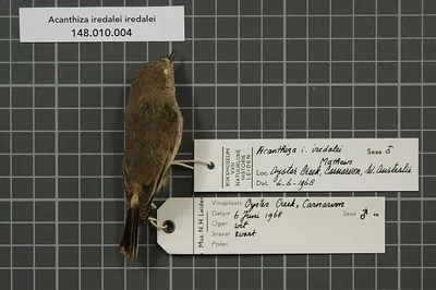 Slender-billed Thornbill