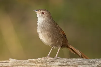 Eastern Bristlebird