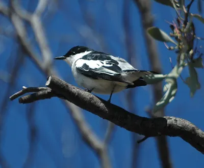 Australian White-winged Triller