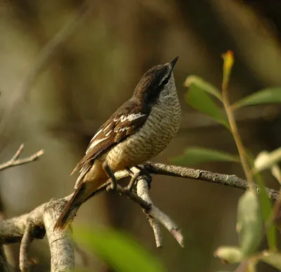 Varied Triller