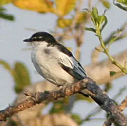 Oruguero de Lesueur
