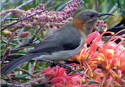 Western Spinebill