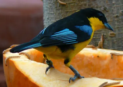 Blue-winged Mountain-tanager