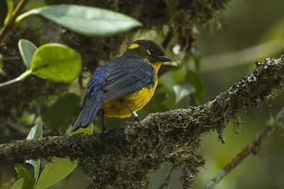 Lacrimose Mountain-Tanager