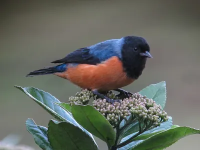 Blue-backed Conebill