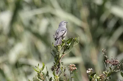Cinereous Conebill