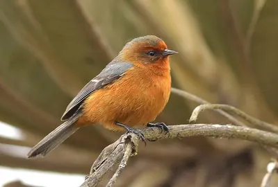 Rufous-browed Conebill