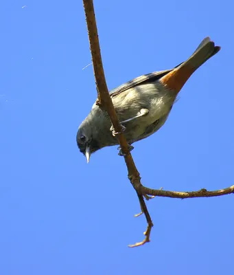 Chestnut-vented Conebill