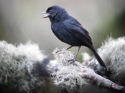 Black Flowerpiercer